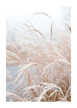 Poster Frosted Pampas Grass