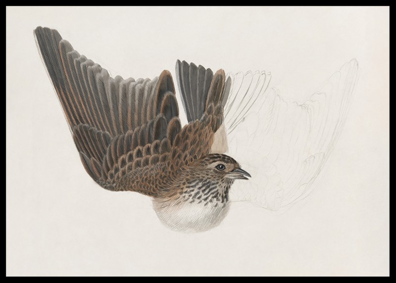 A Bird With Wings Spread By James Sowerby-2