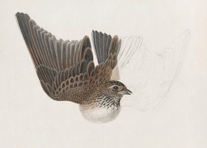 A Bird With Wings Spread By James Sowerby-3