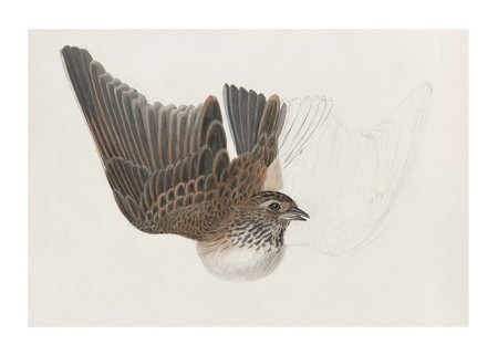 Poster A Bird With Wings Spread By James Sowerby