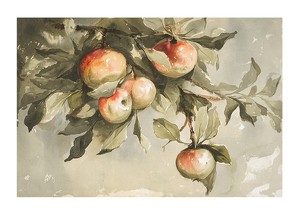 Poster Study Of Apples