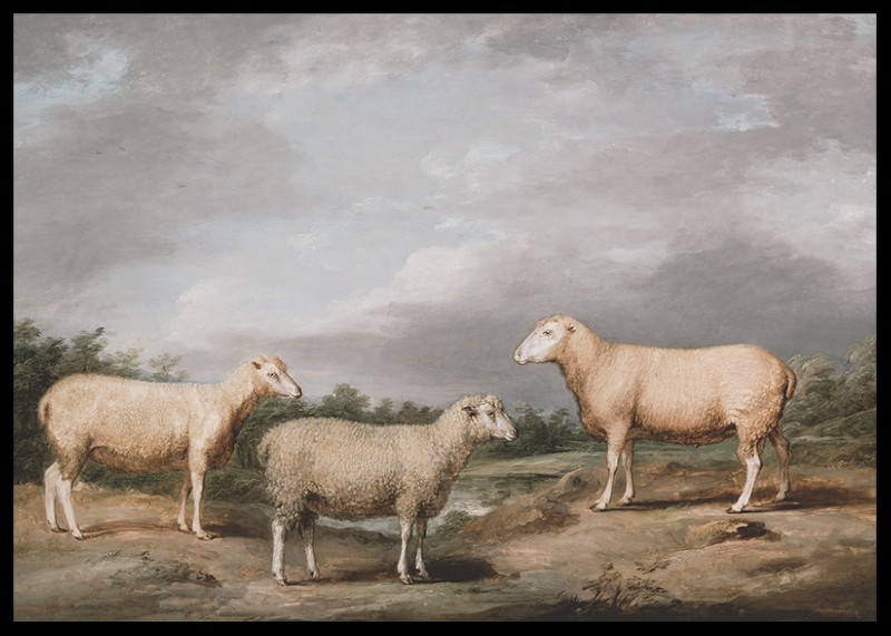 Ryelands Sheep The King's Ram The King's Ewe And Lord Somerville's Wether By James Ward-2