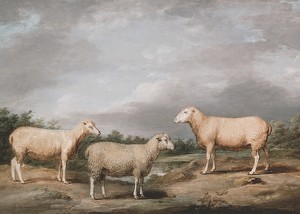 Ryelands Sheep The King's Ram The King's Ewe And Lord Somerville's Wether By James Ward-3