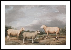 Ryelands Sheep The King's Ram The King's Ewe And Lord Somerville's Wether By James Ward-0