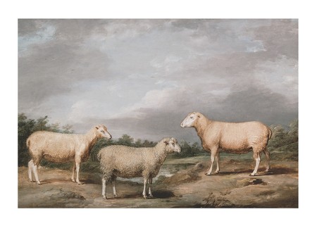 Poster Ryelands Sheep The King's Ram The King's Ewe And Lord Somerville's Wether By James Ward