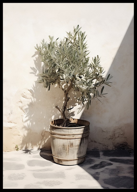 Olive Tree Mediterranean No2-2