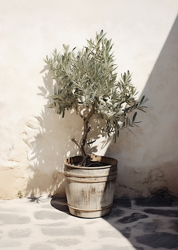 Olive Tree Mediterranean No2-3