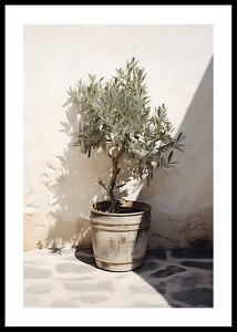 Olive Tree Mediterranean No2-0