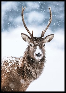 Winter Buck In Snow-2