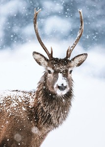 Winter Buck In Snow-3
