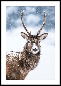 Winter Buck In Snow-0