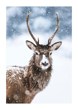 Poster Winter Buck In Snow