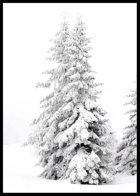 Snow Covered Pine Trees-2