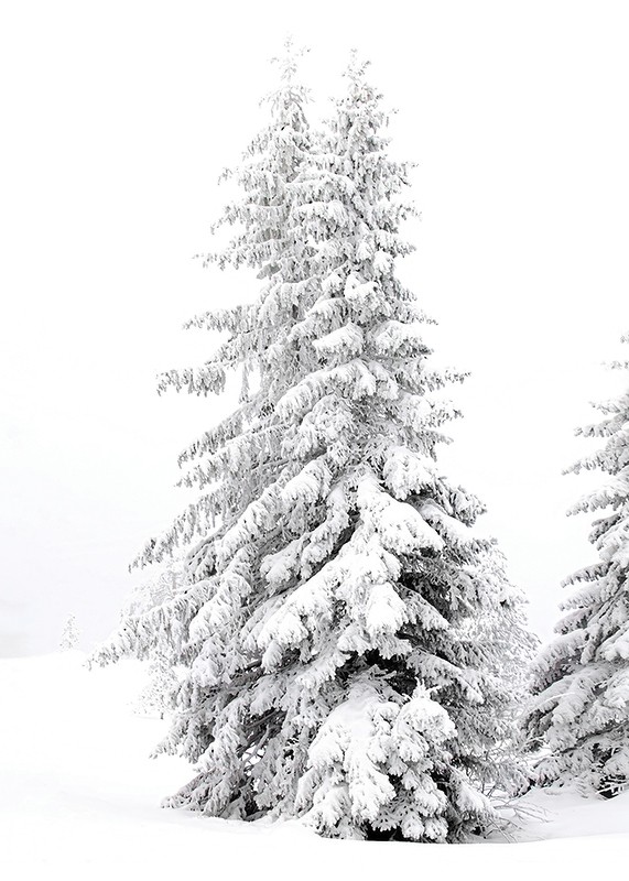 Snow Covered Pine Trees-3