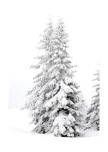 Snow Covered Pine Trees-1