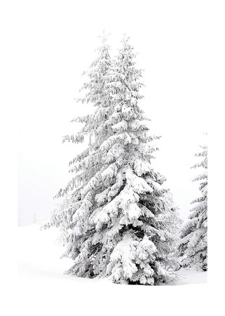 Poster Snow Covered Pine Trees