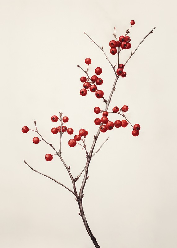 Branch And Red Berries-3