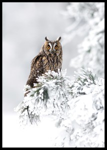 Owl On Snow Branch-2
