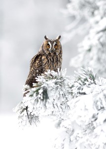 Owl On Snow Branch-3