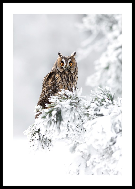 Owl On Snow Branch-0