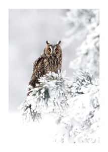 Owl On Snow Branch-1