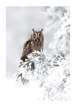 Poster Owl On Snow Branch