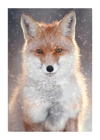 Poster Red Fox