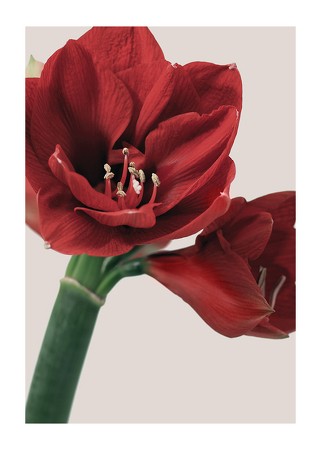 Poster Red Amaryllis