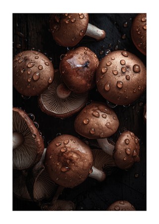 Poster Mushrooms No2