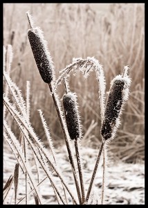 Frozen Reeds-2