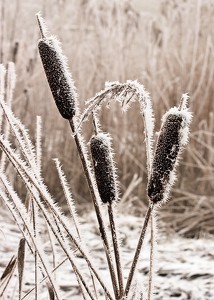 Frozen Reeds-3
