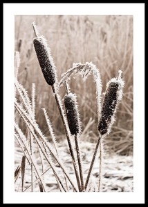 Frozen Reeds-0