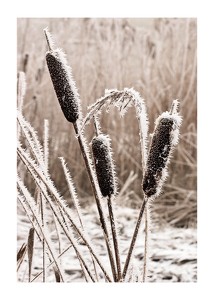Frozen Reeds-1
