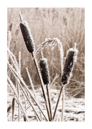 Poster Frozen Reeds