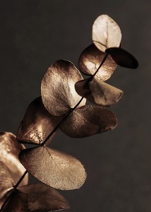 Eucalyptus Gold & Brown-3