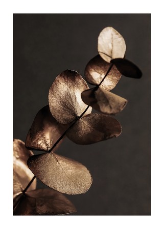 Poster Eucalyptus Gold & Brown