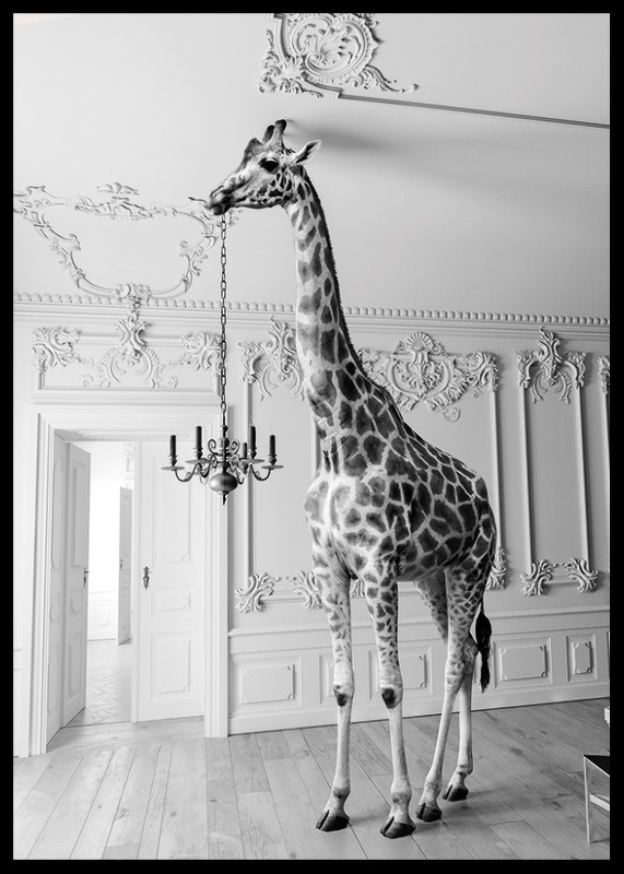 Giraffe Indoor B&W-2