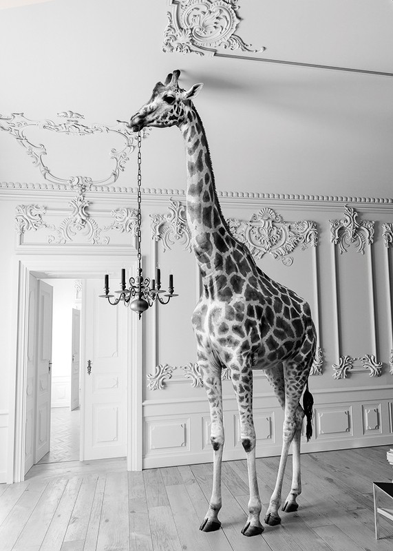 Giraffe Indoor B&W-3