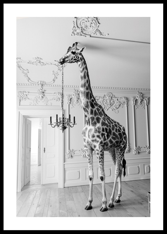 Giraffe Indoor B&W-0