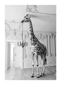 Poster Giraffe Indoor B&W