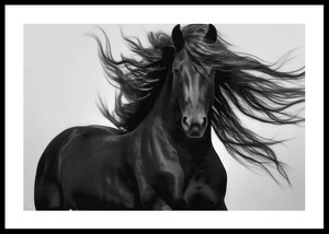 Black Horse Show No2-0