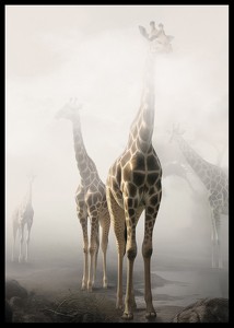 Giraffes Sky High-2