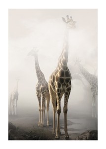 Giraffes Sky High-1