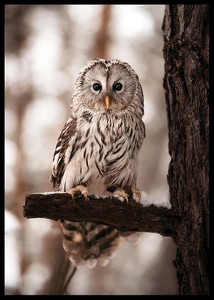 Owl-2