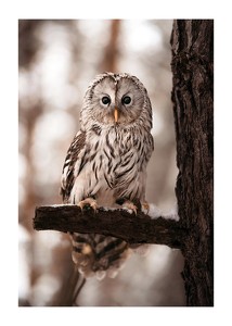 Owl-1
