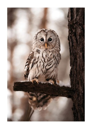 Poster Owl