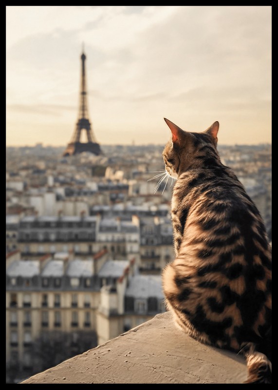 Cat In Paris-2