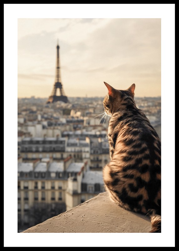 Cat In Paris-0