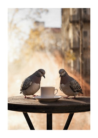 Poster Pigeons