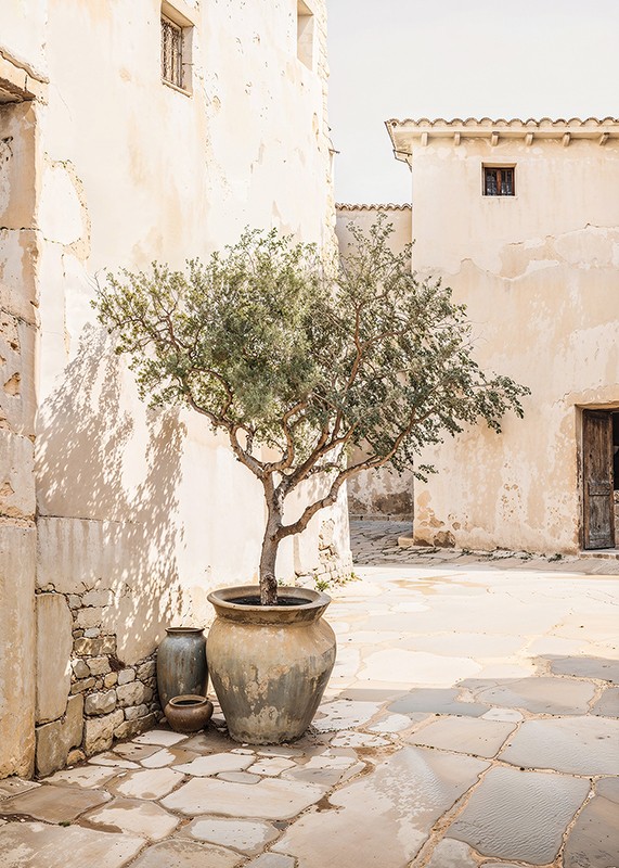 Olive Tree Mediterranean Setting No1-3
